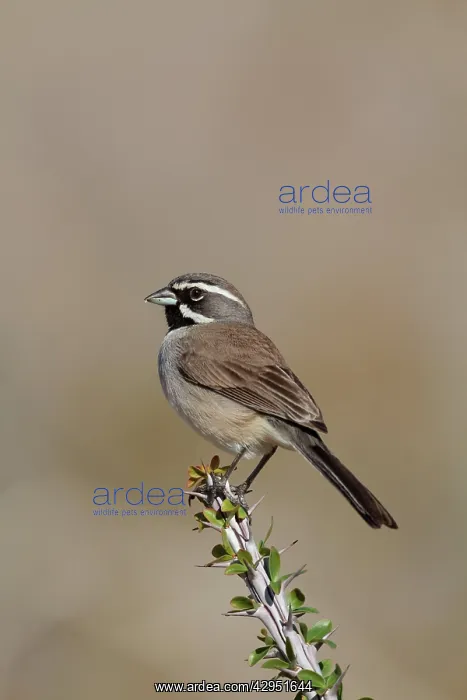: Black-throated Sparrow : Black-throated Sparrow