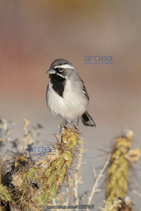 : Black-throated Sparrow : Black-throated Sparrow
