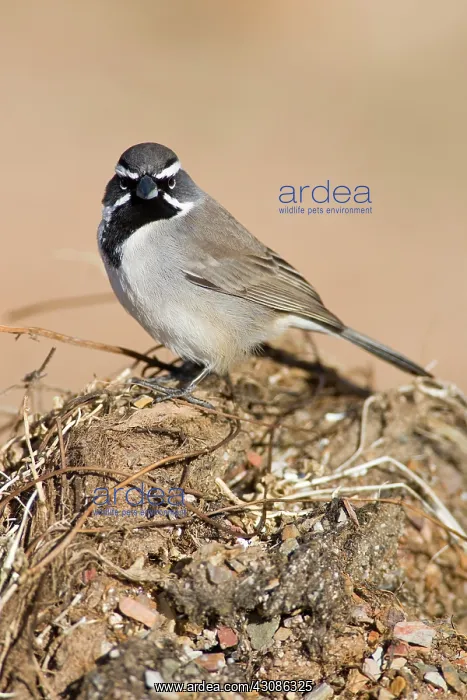 : Black-throated Sparrow (A. bilineata) : Black-throated Sparrow (A. bilineata)