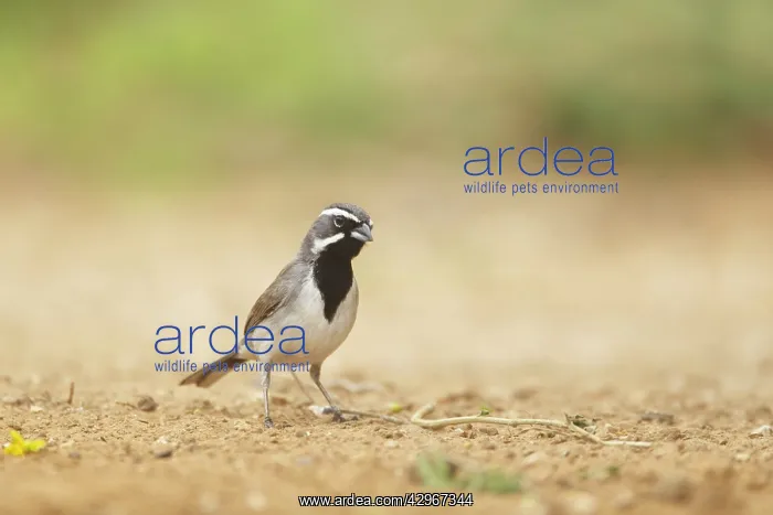 : Black-throated Sparrow - on the ground : Black-throated Sparrow - on the ground