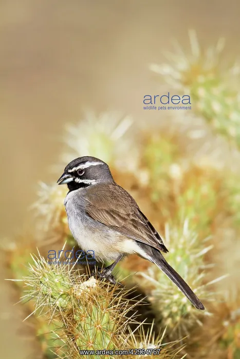 : Black-throated Sparrow - January : Black-throated Sparrow - January