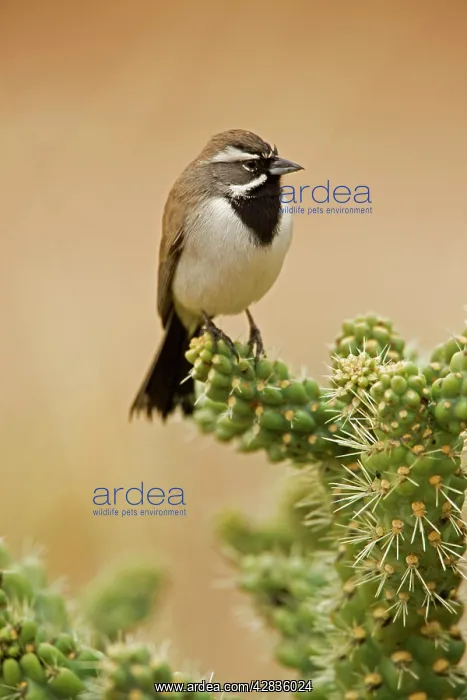 : Black-throated Sparrow - Perched on cholla cactus : Black-throated Sparrow - Perched on cholla cactus