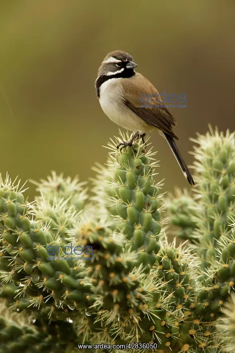 : Black-throated Sparrow - Perched on cholla cactus : Black-throated Sparrow - Perched on cholla cactus