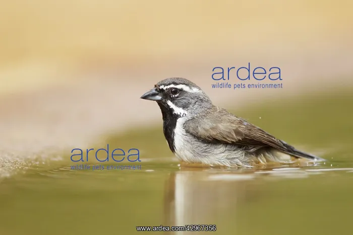  : Black-throated Sparrow - washing