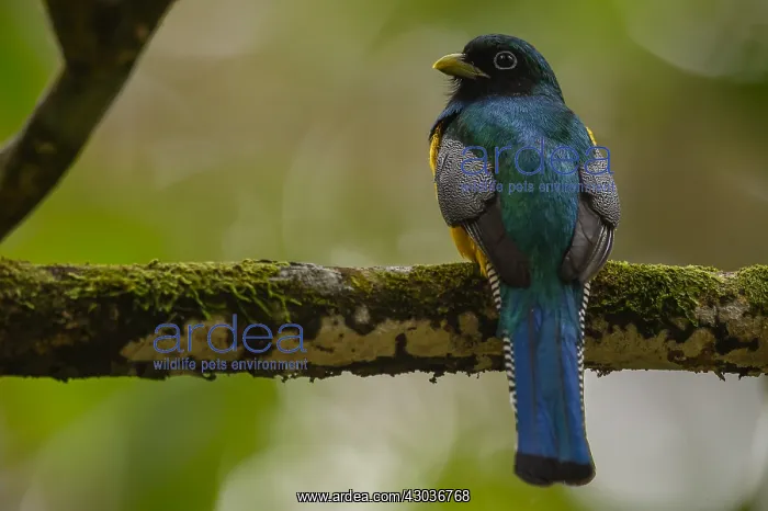 : Black-throated Trogon - Black-throated Trogon perched : Black-throated Trogon - Black-throated Trogon perched