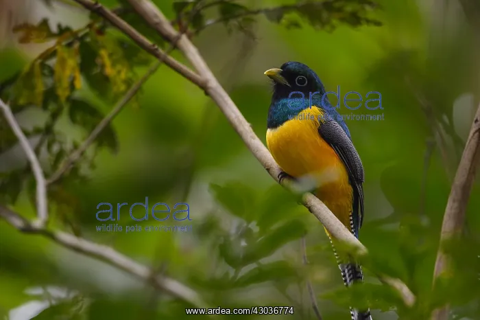 : Black-throated Trogon - Black-throated Trogon perched : Black-throated Trogon - Black-throated Trogon perched