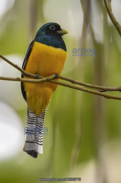 : Black-throated Trogon - Black-throated Trogon perched : Black-throated Trogon - Black-throated Trogon perched