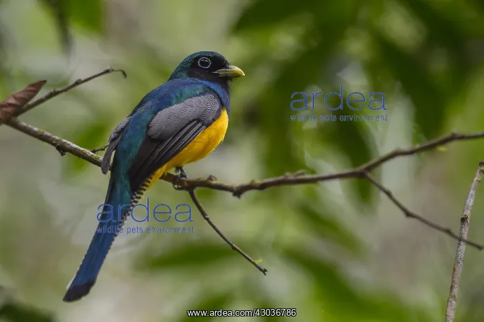 : Black-throated Trogon - Black-throated Trogon perched : Black-throated Trogon - Black-throated Trogon perched