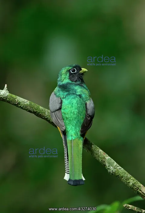 : Black-throated Trogon (Trogon rufus chrysochloros) : Black-throated Trogon (Trogon rufus chrysochloros)