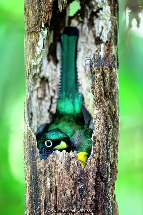 : Black-throated Trogon (Trogon rufus) at nest, Costa Rica : Black-throated Trogon (Trogon rufus) at nest, Costa Rica