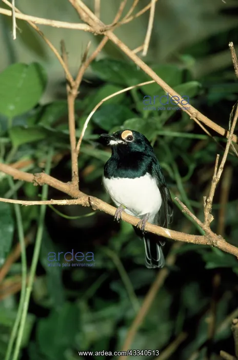 : Black-throated Wattle-eye : Black-throated Wattle-eye
