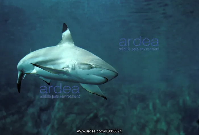 : Black-tip / blacktip Reef Shark : Black-tip / blacktip Reef Shark