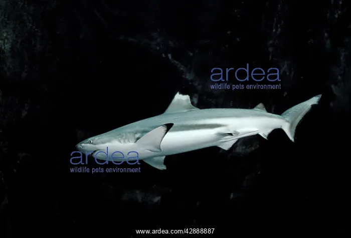 : Black-tip / blacktip Reef Shark : Black-tip / blacktip Reef Shark