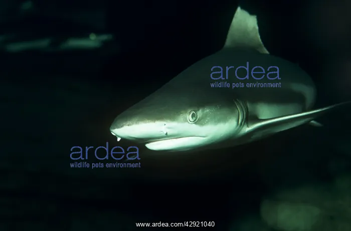: Black-Tip / Blacktip Reef Shark : Black-Tip / Blacktip Reef Shark