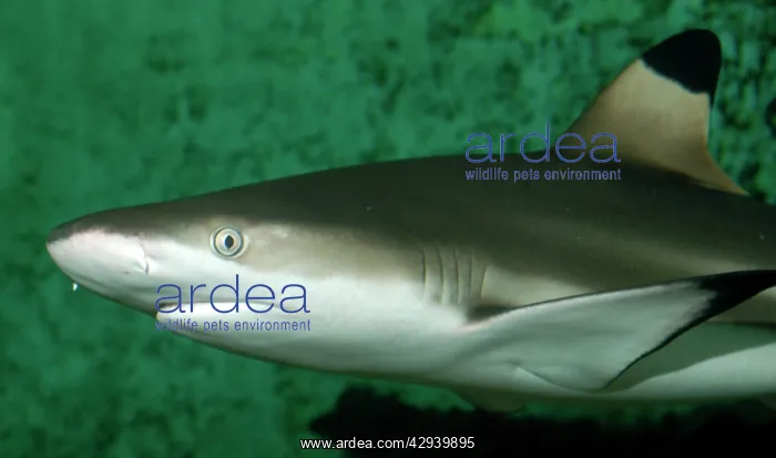 : Black-Tip / blacktip Reef Shark : Black-Tip / blacktip Reef Shark