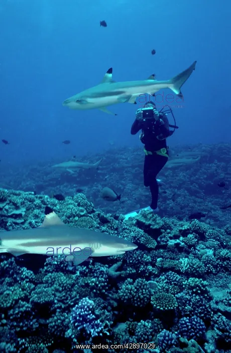 : Black-tip / Blacktip Reef Shark - Diver / Photographer : Black-tip / Blacktip Reef Shark - Diver / Photographer