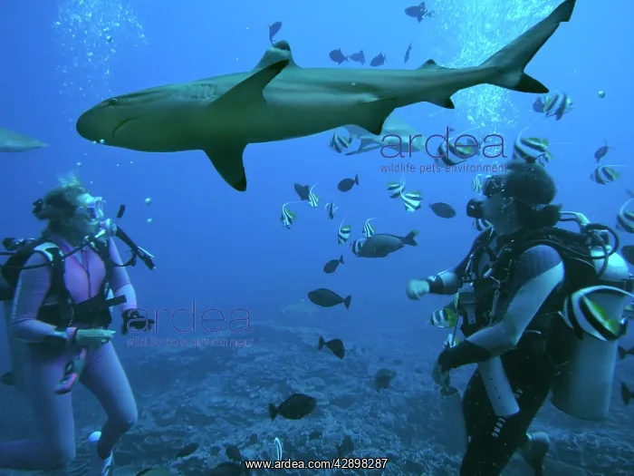 : Black-tip / Blacktip Reef shark & Diver Valerie : Black-tip / Blacktip Reef shark & Diver Valerie