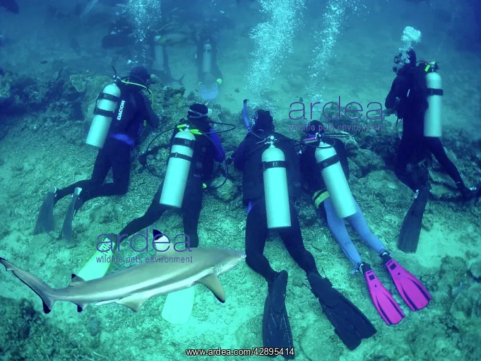 : Black-tip / Blacktip Reef Shark & divers - Diving : Black-tip / Blacktip Reef Shark & divers - Diving