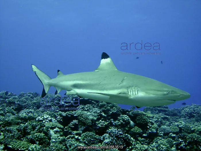 : Black-tip / Blacktip Reef Shark - Female with recent : Black-tip / Blacktip Reef Shark - Female with recent