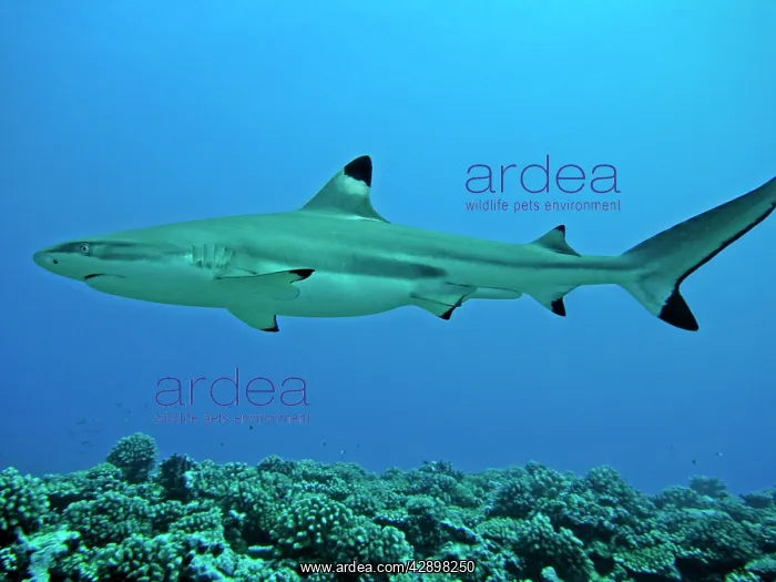 : Black-tip / Blacktip Reef shark - male - considered : Black-tip / Blacktip Reef shark - male - considered