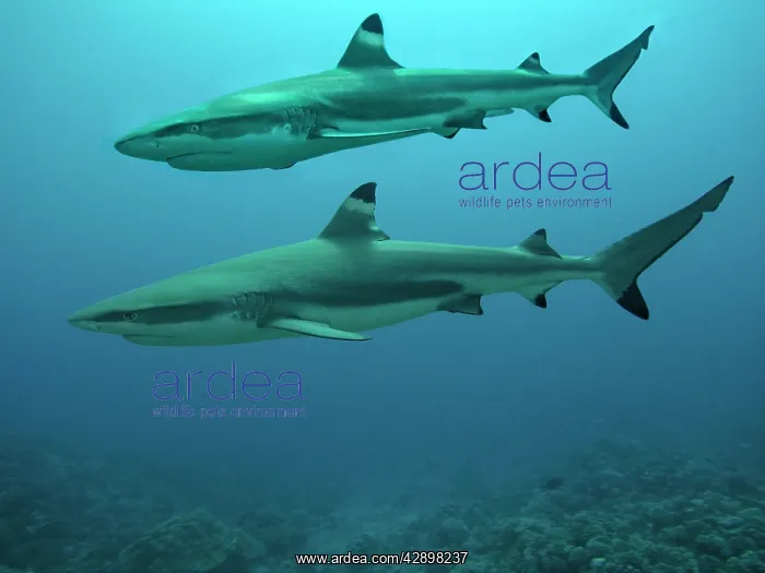 : Black-tip / Blacktip Reef shark - A male swimming : Black-tip / Blacktip Reef shark - A male swimming
