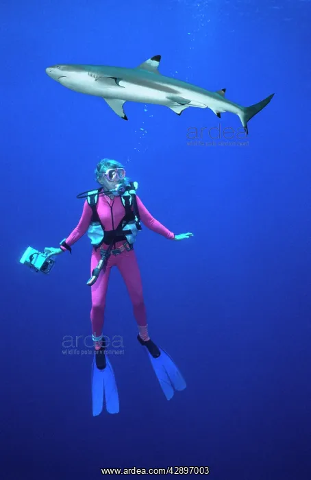 : Black-tip / Blacktip Reef Shark - Passing above : Black-tip / Blacktip Reef Shark - Passing above