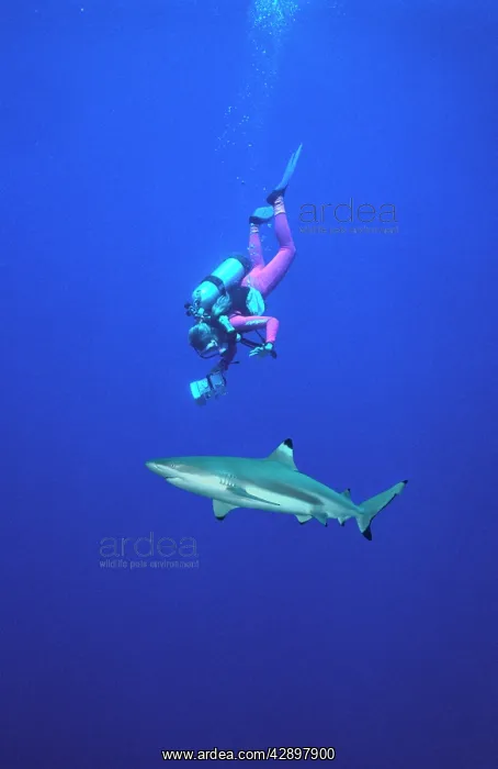 : Black-tip / Blacktip Reef Shark - Passing beneath : Black-tip / Blacktip Reef Shark - Passing beneath