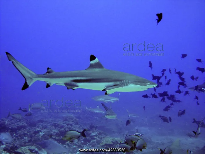 : Black-tip / Blacktip Reef Shark - Swimming through fish : Black-tip / Blacktip Reef Shark - Swimming through fish