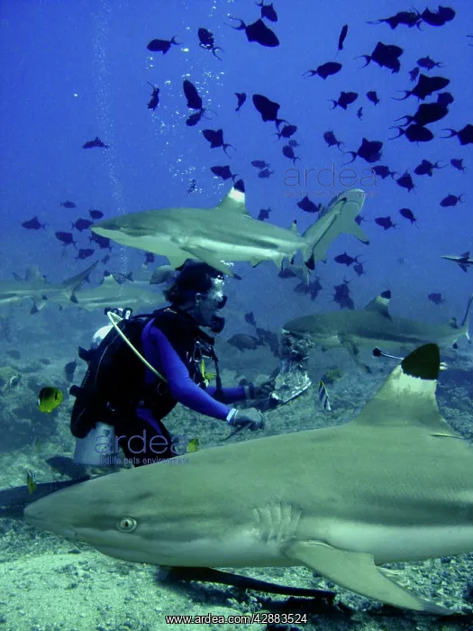 : Black-tip / Blacktip Reef Sharks - Dive master hand feeding : Black-tip / Blacktip Reef Sharks - Dive master hand feeding