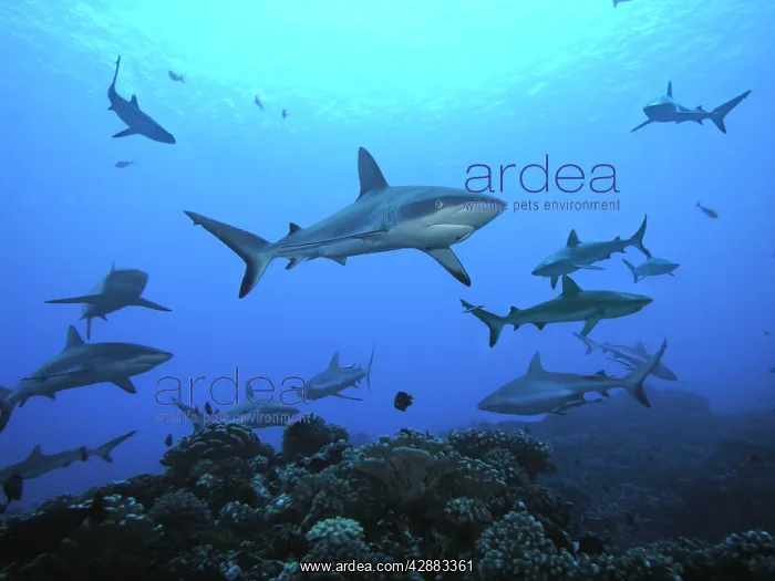 : Black-tip / Blacktip Reef sharks - Female Black : Black-tip / Blacktip Reef sharks - Female Black