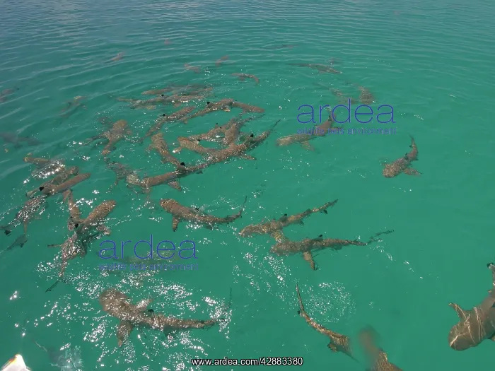 : Black-tip / Blacktip Reef sharks - Female Black : Black-tip / Blacktip Reef sharks - Female Black