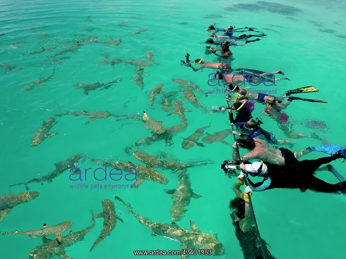 : Black-tip / Blacktip Reef SHARKS - gather on one : Black-tip / Blacktip Reef SHARKS - gather on one