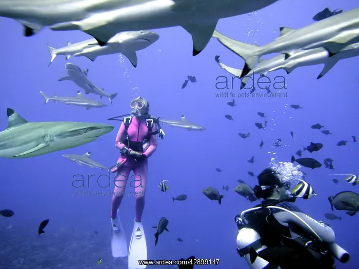 : Black-tip / Blacktip Reef SHARKS - These harmless : Black-tip / Blacktip Reef SHARKS - These harmless
