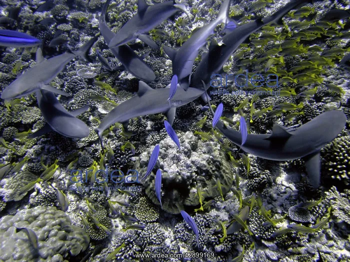 : Black-tip / Blacktip Reef SHARKS - These harmless : Black-tip / Blacktip Reef SHARKS - These harmless