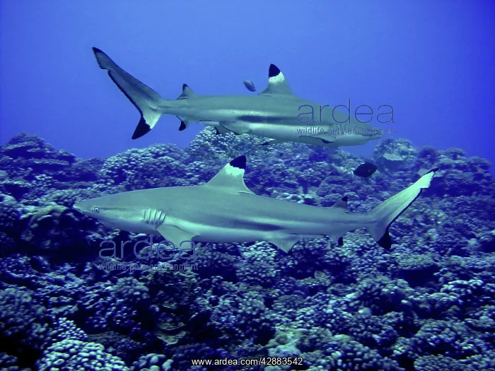 : Black-tip / Blacktip Reef Sharks - males swimming : Black-tip / Blacktip Reef Sharks - males swimming