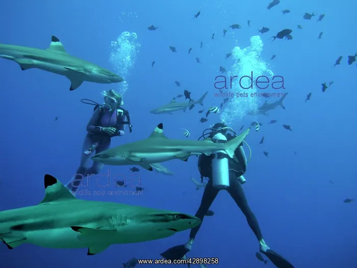 : Black-tip / Blacktip Reef sharks - Males swimming : Black-tip / Blacktip Reef sharks - Males swimming