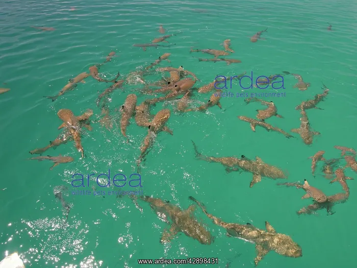 : Black-tip / Blacktip Reef SHARKS - In a small frenzy : Black-tip / Blacktip Reef SHARKS - In a small frenzy