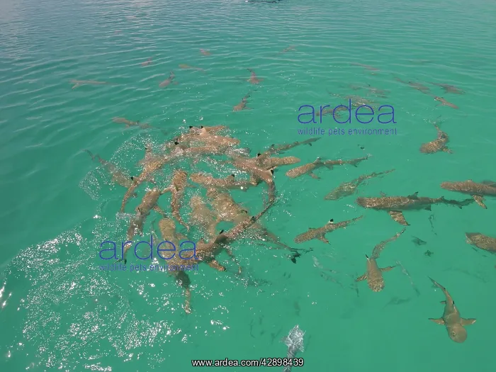 : Black-tip / Blacktip Reef SHARKS - In a small frenzy : Black-tip / Blacktip Reef SHARKS - In a small frenzy