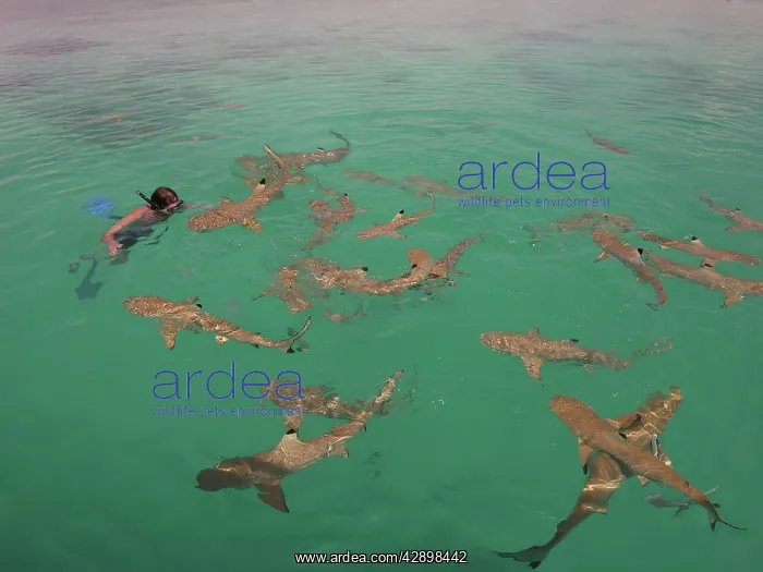 : Black-tip / Blacktip Reef SHARKS - around a snorkeller : Black-tip / Blacktip Reef SHARKS - around a snorkeller