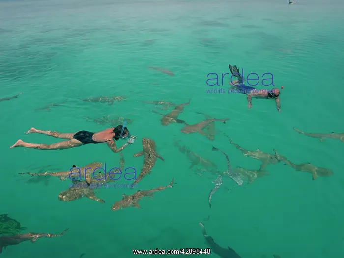 : Black-tip / Blacktip Reef SHARKS- Snorkellers swimming : Black-tip / Blacktip Reef SHARKS- Snorkellers swimming