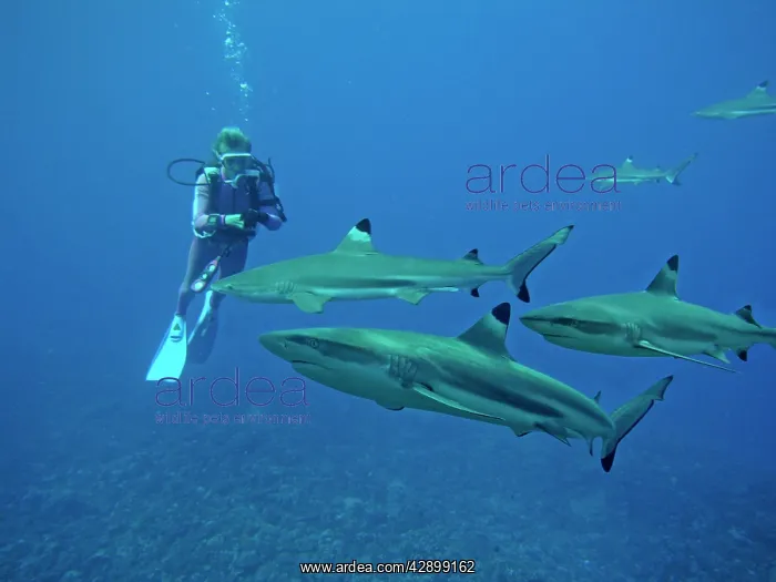 : Black-tip / Blacktip Reef SHARKS - swimming in : Black-tip / Blacktip Reef SHARKS - swimming in