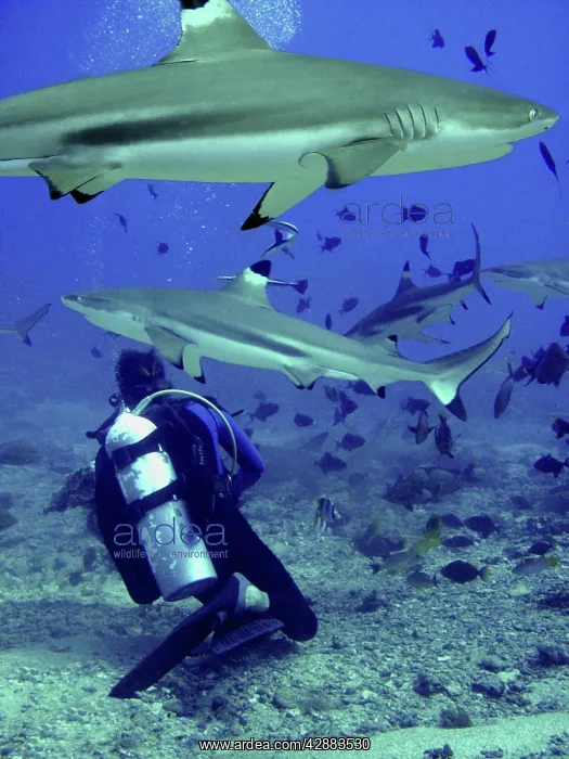 : Black-tip / Blacktip Reef Sharks - Swimming around diver : Black-tip / Blacktip Reef Sharks - Swimming around diver