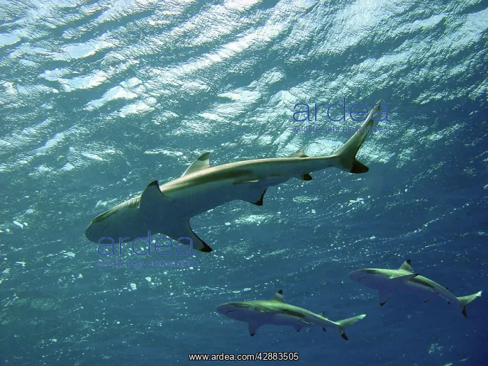 : Black-tip / Blacktip Reef Sharks - swimming overhead : Black-tip / Blacktip Reef Sharks - swimming overhead