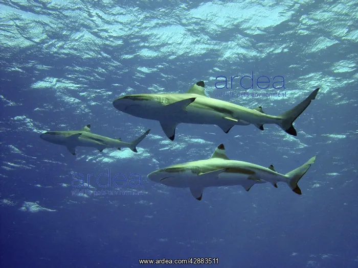 : Black-tip / Blacktip Reef Sharks - swimming overhead : Black-tip / Blacktip Reef Sharks - swimming overhead