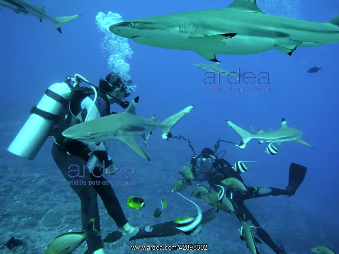 : Black-tip / Blacktip Reef sharks - Underwater photographer : Black-tip / Blacktip Reef sharks - Underwater photographer