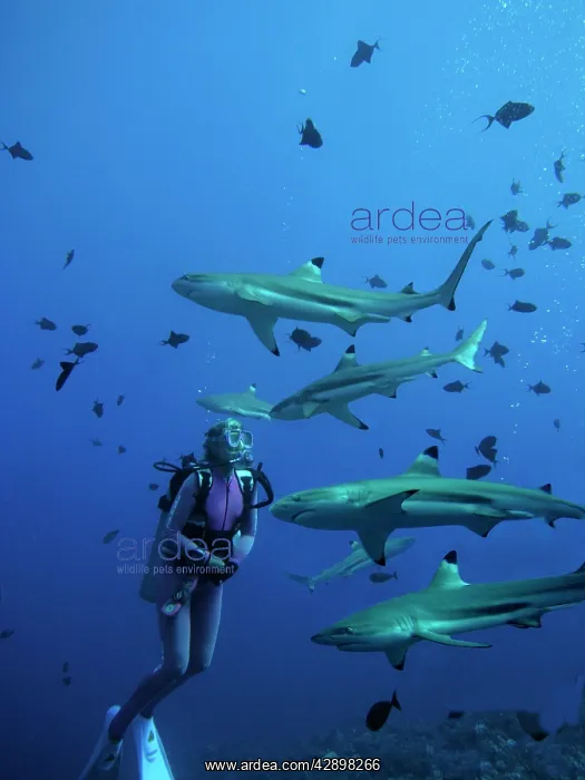 : Black-tip / Blacktip Reef sharks & Valerie Taylor, considere : Black-tip / Blacktip Reef sharks & Valerie Taylor, considere