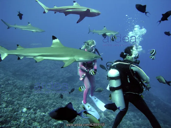 : Black-tip / Blacktip Reef SHARKS - Valerie Taylor : Black-tip / Blacktip Reef SHARKS - Valerie Taylor