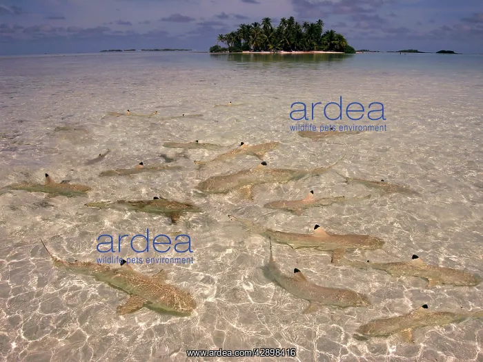 : Black-tip / Blacktip Reef SHARKS - In water so : Black-tip / Blacktip Reef SHARKS - In water so