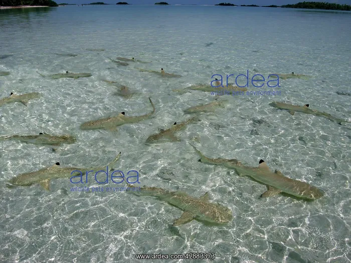 : Black-tip / Blacktip Reef sharks - young sharks : Black-tip / Blacktip Reef sharks - young sharks