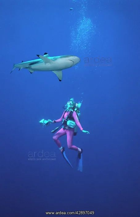 : Black-tip  /  Blacktip Reef - Swims over diver, camera